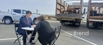 В Агдамском, Ходжалинском и Лачинском районах 30 семьям передали племенных коров (ФОТО)