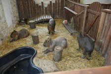 Лейла Алиева и Алена Алиева побывали на ферме Capybara Azerbaijan в Шамахы (ФОТО)