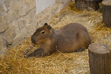 Лейла Алиева и Алена Алиева побывали на ферме Capybara Azerbaijan в Шамахы (ФОТО)