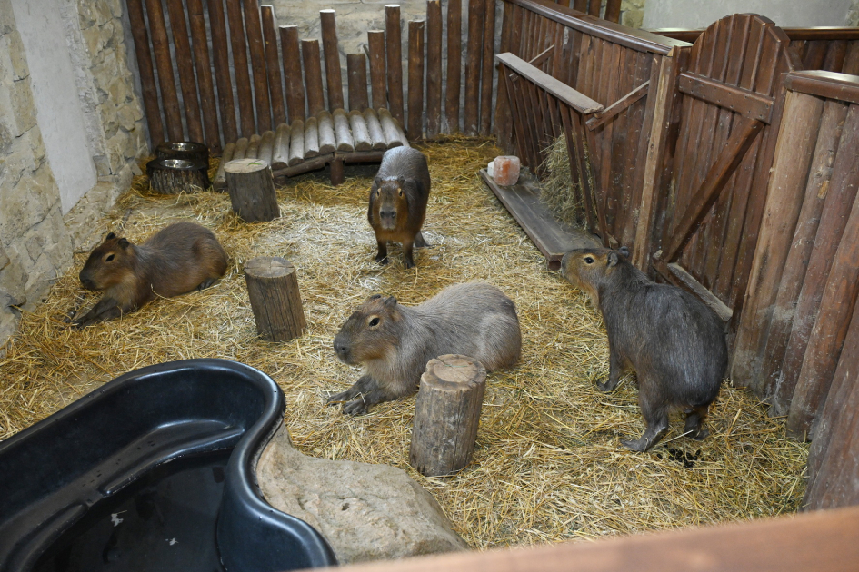 Лейла Алиева и Алена Алиева побывали на ферме Capybara Azerbaijan в Шамахы (ФОТО)